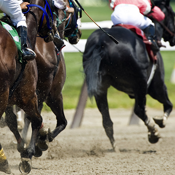 Horses in race to promote leading horse racing insurance broker Full-time Cover