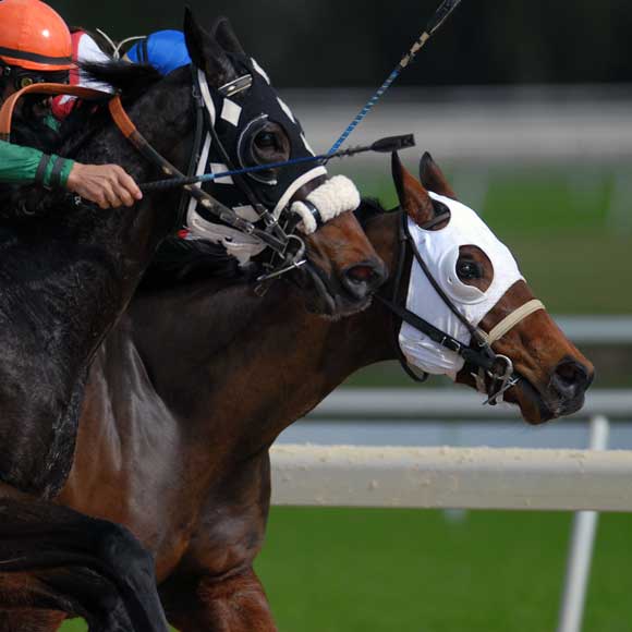 Racing horses to promote leading horse racing insurance brokers Full-Time Cover